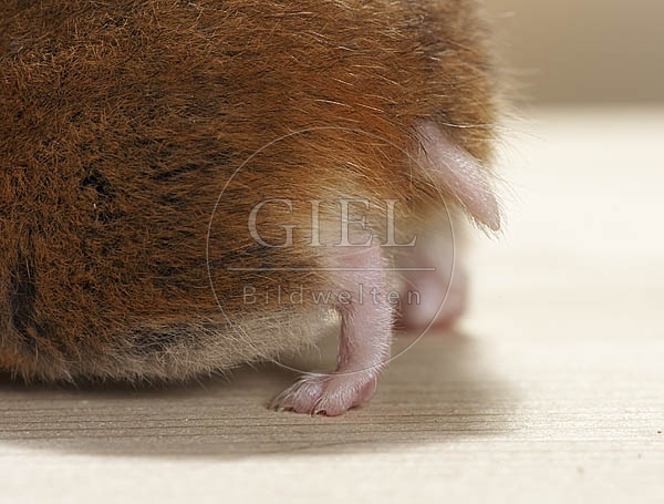 026542 Goldhamster, Detailansicht Hinterbeine und Schwanz