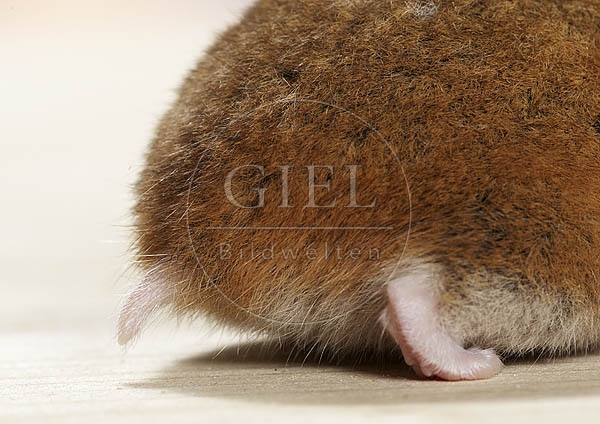 026545 Goldhamster, Detailansicht Hinterbein und Schwanz
