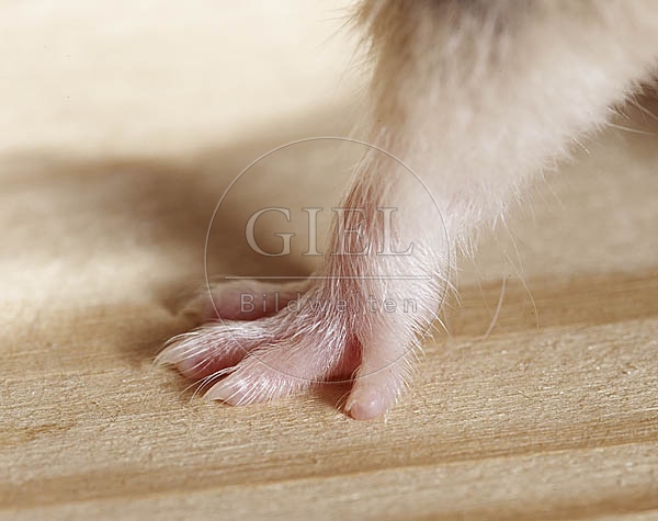 026551 Goldhamster, Detailansicht Vorderbein