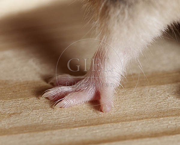 026552 Goldhamster, Detailansicht Vorderbein