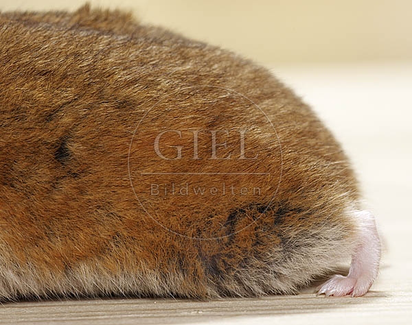 026563 Goldhamster, Detailansicht Hinterbein und Seitendrüse