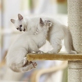 026903 Heilige Birma Katzen