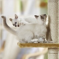 026904 Heilige Birma Katzen