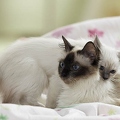 026936 Heilige Birma Katzen