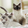 026939 Heilige Birma Katzen