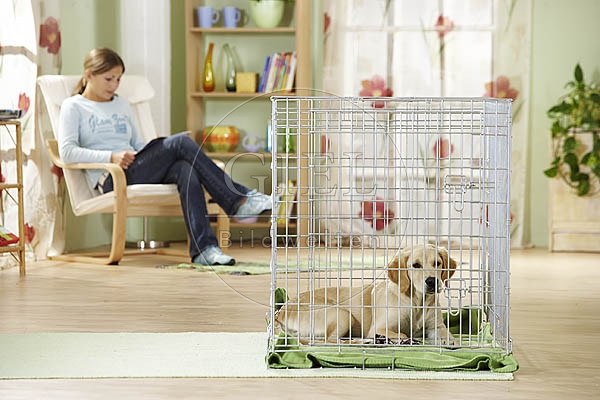 027054 Golden Retriever Welpe und Frau