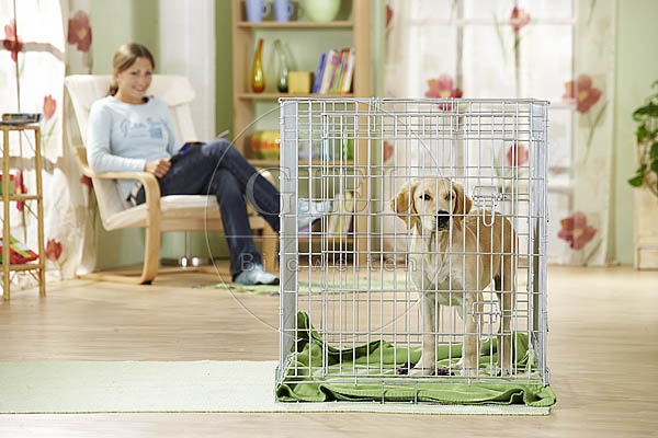 027056 Golden Retriever Welpe und Frau