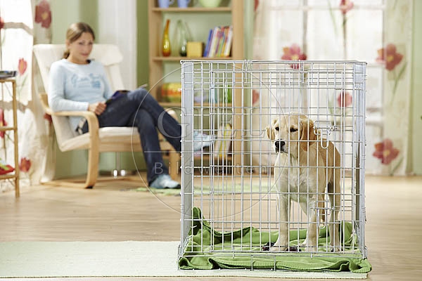 027057 Golden Retriever Welpe und Frau