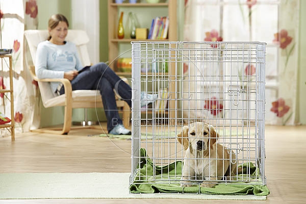 027059 Golden Retriever Welpe und Frau