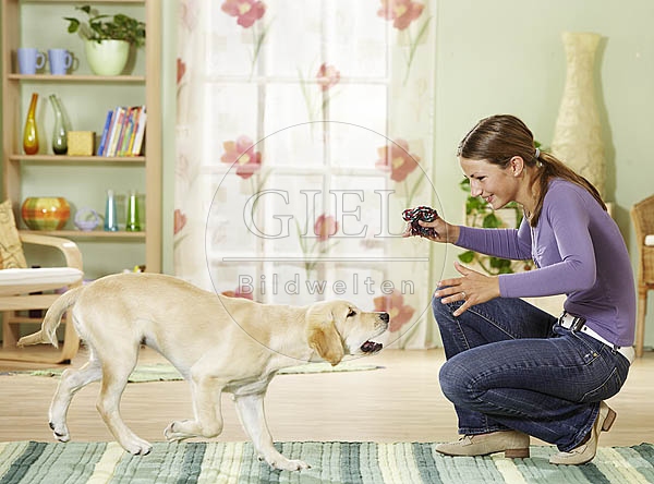 027067 Golden Retriever Welpe und Frau