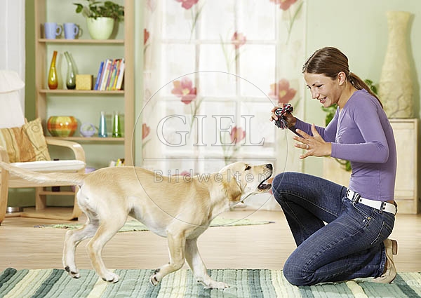 027068 Golden Retriever Welpe und Frau