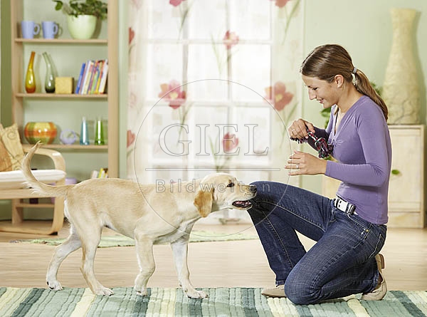 027069 Golden Retriever Welpe und Frau