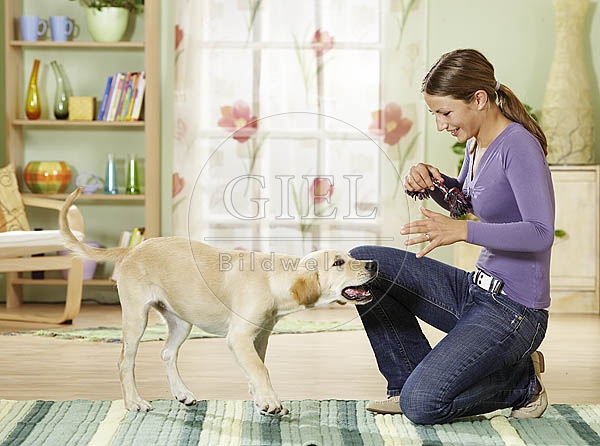 027070 Golden Retriever Welpe und Frau