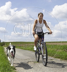 027106 Doggenmischling und Frau