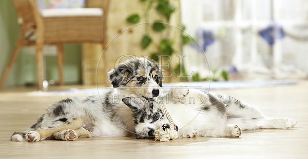 027204 Border Collie Welpen