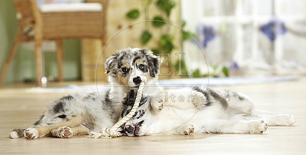 027205 Border Collie Welpen