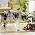 027215 Border Collie Welpen