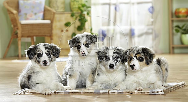 027235 Border Collie Welpen