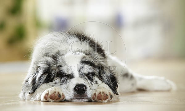 027237 Border Collie Welpe