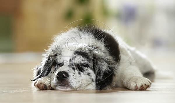 027238 Border Collie Welpe