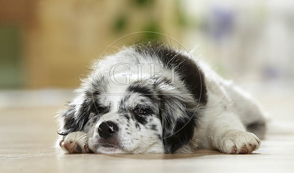 027239 Border Collie Welpe