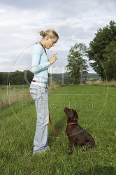 027298 Labrador Retriever Welpe und Frau