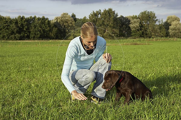 027307 Labrador Retriever Welpe und Frau