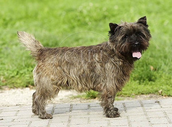 027327 Cairn Terrier