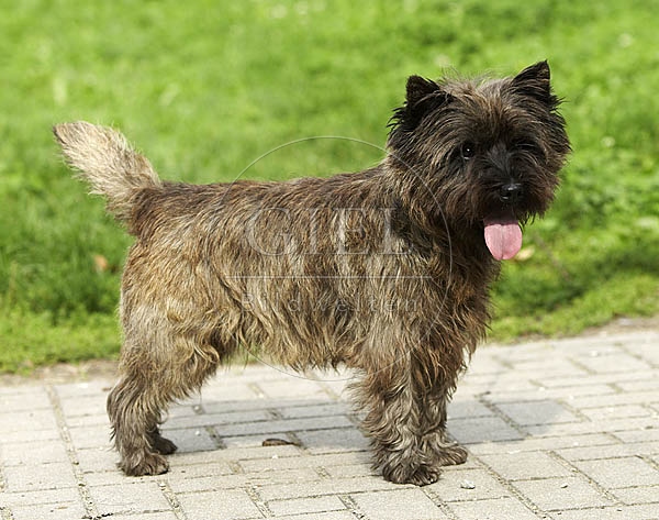 027328 Cairn Terrier