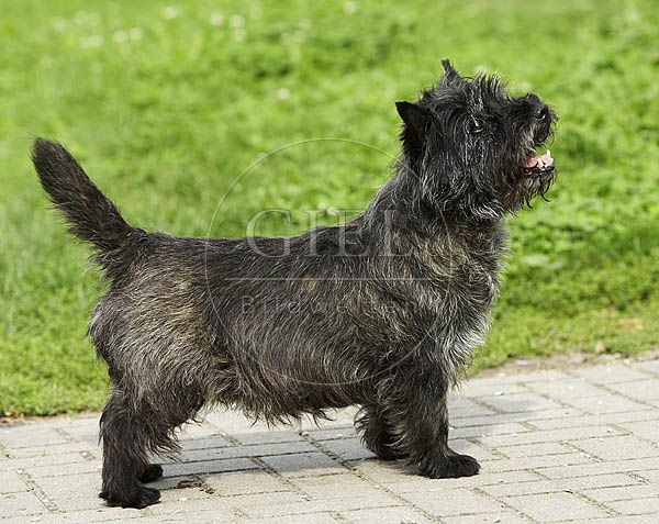 027329 Cairn Terrier