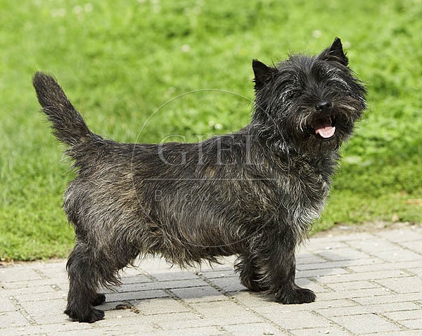 027330 Cairn Terrier