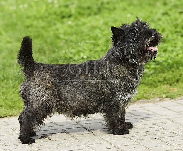 027331 Cairn Terrier