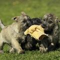 027410 Cairn Terrier Welpen
