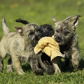 027411 Cairn Terrier Welpen
