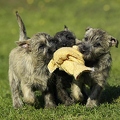 027412 Cairn Terrier Welpen