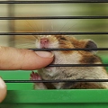 027764 Goldhamster beisst in Finger