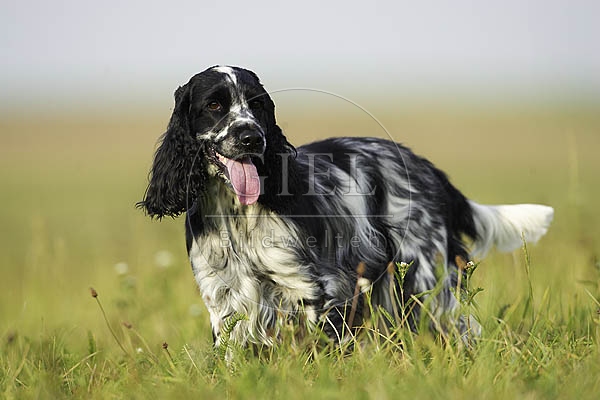 027820 Cocker Spaniel