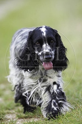027824 Cocker Spaniel
