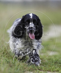 027825 Cocker Spaniel