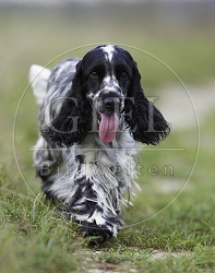 027826 Cocker Spaniel