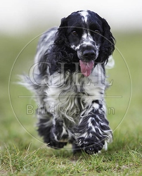027827 Cocker Spaniel
