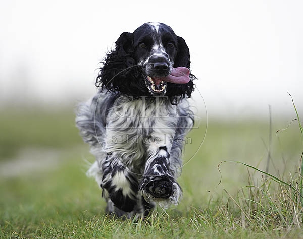 027828 Cocker Spaniel