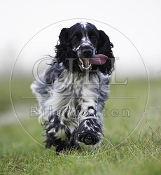 027829 Cocker Spaniel
