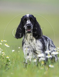 027832 Cocker Spaniel