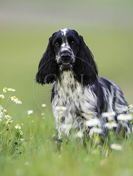 027833 Cocker Spaniel