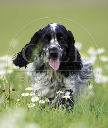 027834 Cocker Spaniel