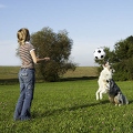 027924 Australian Shepherd und Frau