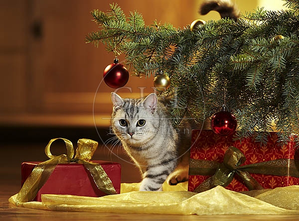 028191 Britisch Kurzhaar Katze unter dem Weihnachtsbaum