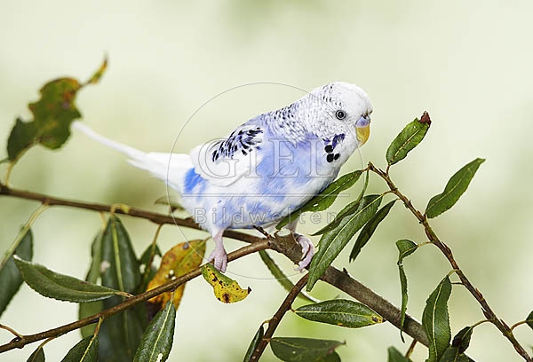 028431 Wellensittich
