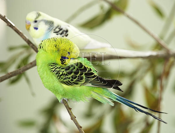 028508 Wellensittich